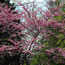 Cercis canadensis